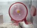 Hamster in a wheel!
