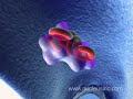 3D Animation of DVT &  Embolism