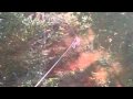 ALJE ACROBRANCHE 7