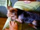 Charlie