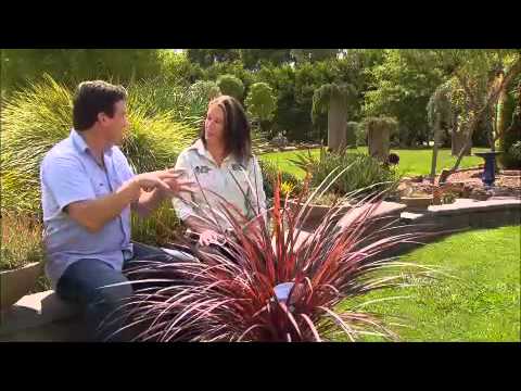 how to plant cordylines