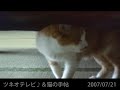 猫の手帖の取材「コウシカメラ」