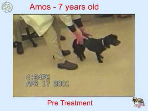 Dogs spinal cord injury