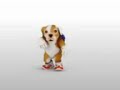 The dog Chacarron