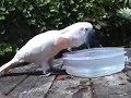 Tango, the talented Moluccan Cockatoo