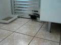 Minha gatinha Sarabi brincando