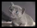 videos de Kitten_11-24-08.wmv