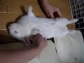 ?????? reverse rabbit2008/07/25 ?????? reverse rabbit2008/07/25
