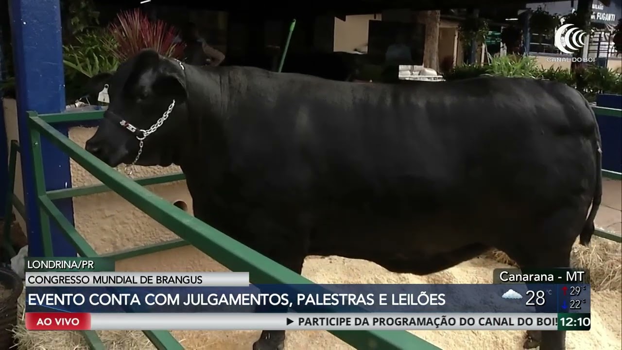 Congresso Mundial de Brangus reúne pecuaristas do Brasil e 12 delegações internacionais