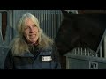 Horse Owners Fail to Recognise Dangers of Obesity