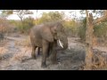 African Elephants In The Wild