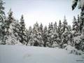 Laleh - Snö