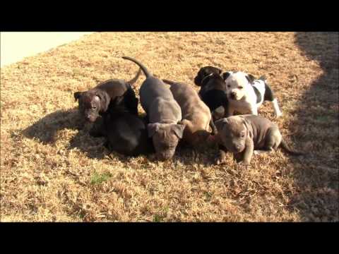 apbt