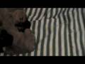 bullmastiff puppies 17 days old part 2