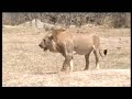Lion at kill