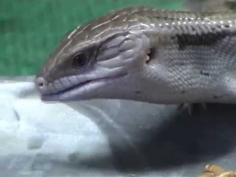 Hungry bluetongue lizard