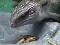 Hungry bluetongue lizard