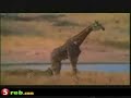 Lions vs Girrafe