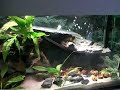 Tanganjika Aquarium vol.2