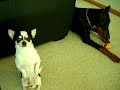 Chihuahua VS Doberman