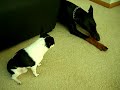 Chihuahua VS Doberman