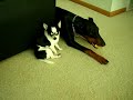 Chihuahua VS Doberman