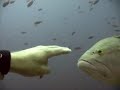 Adz meets a Grouper