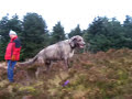 Irish Wolfhounds & Scottish Deerhounds