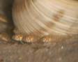Alevins Maylandia sp. Patricki Jalo Reef