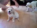 golden cachorros marbella puppies