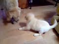 golden cachorros marbella puppies