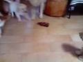 Golden Cachorros Marbella Puppies