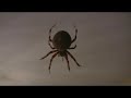 Huge Arachnid Eating a moth