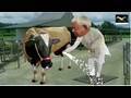 Comedy Show Jay Hind! Size Zero Cows(3 days ago)
