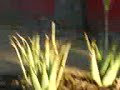 YEM Yahils en Mexico (parte 4)