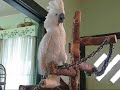 Yet another video of my Umbrella Cockatoo (Chewy) dancing. This one is my first try at editing with sound etc however. Enjoy! =) PLEASE read below: I would DEFINITELY recommend doing a LOT of research before looking into a parrot as a pet. Chewy might look cute and cuddly but parrots can potentially be very dangerous. Even more so with children around. Even cute cuddly sweet Chewy has taken a few nips at me from time to time.. and with a beak as big as his that could do a LOT of damage to an unsuspecting finger! Expenses are also something to keep in mind... while it might not seem like a lot at first the expense of a parrot is by far worse over time than up front. A parrot needs play stands as well as as large a cage as you can provide for it. For a bird as large as Chewy the cage can cost upwards of $500-$800 dollars and a playstand usually will run at around $100-$300. Also they require fresh veggies and fruits daily.. as well as a pelleted diet (seeds are NOT good for birds!). Depending on the size of the parrot their toys need to be replaced very regularly. They're extremely intelligent creatures and therefore they need a LOT of mental stimulation. Toys are a great way to provide that for them. Parrots like to chew apart their toys so unfortunately that is a never ending expense. A monthly toy budget can be upwards of $60-$100 a month for a single large parrot. While all of this might sound a bit extreme I assure you it's needed. Parrots who are under stimulated or <b>...</b>