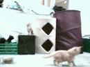 Kittens Encounter Alien