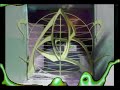 Dr. Merkaba - Negative Extraction