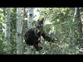Little Bear In The Bush