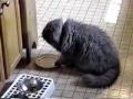 Kitty is on strike for food
