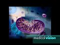 Q10 and Mitochondria