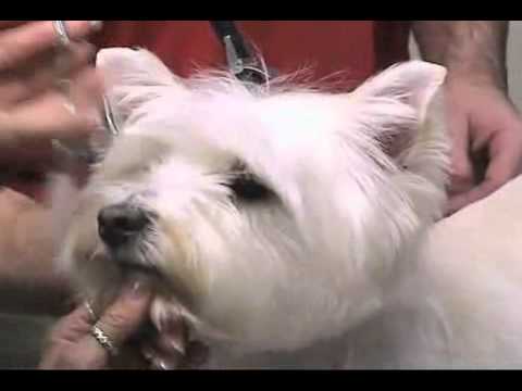 how to whiten westie coat