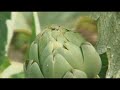 Local Growers: Cardigan Allotments Part 1 Local Growers: Cardigan Allotments Part 1