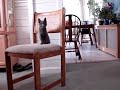 Cat & Ferret play-fight