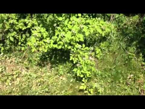how to eliminate ivy in the ground