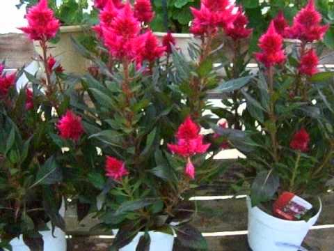 how to grow celosia