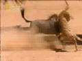 Chita-is-hunting-ita