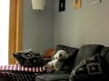 Bijou the \"blues\" singing Bichon Frise.