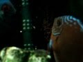 MOV00077.MPG my amazon discus fish spawning 11 1 2010