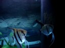 Silver Angelfish fries